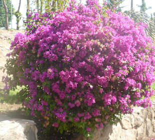 Im Parque de Botanico (Innenbereich)