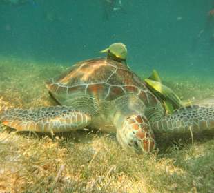 Schildkröte mit Putzerfischen