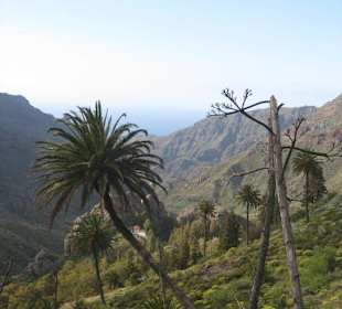 Palmen soweit das Auge reicht