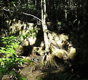 Riesige Urwaldwurzeln nahe des Höhleneingangs