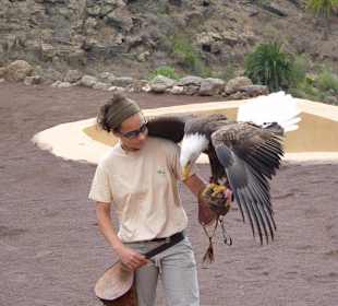Eine wahnsinns Greifvogelshow-sehr zu empfehlen!