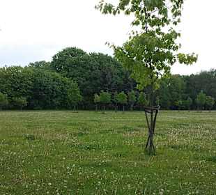 Park