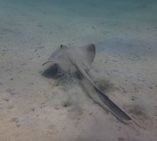 Federschwanzstechrochen