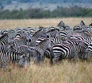 "Schwarz " und "weiß " in der Massai Mara