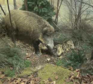Museum Jagdtier + Vogelkunde