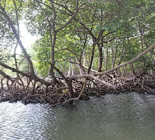 Mangroven