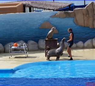 Vorführung /Show der Seelöwen