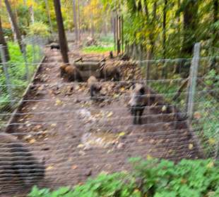 Die Wildschweine
