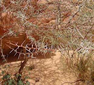 Kolorowy Wąwóz Synaj