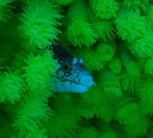 Hornmuräne umgeben von Gelben Kelchkorallen