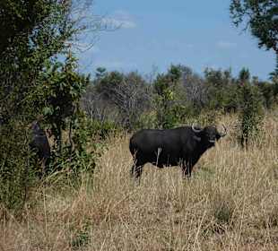 Krüger Nationalpark