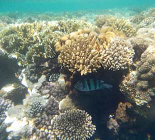 Das Riff direkt am Hotelstrand 