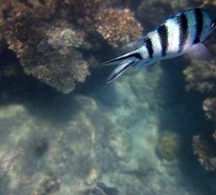 Underwater, fast am Hotelbeach