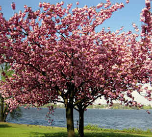 Japanische Kirschblüte