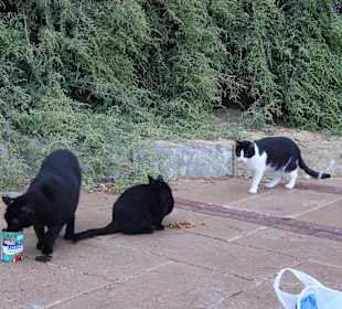 Wilde sterilisierte Katzen in der Cala Gat Bucht