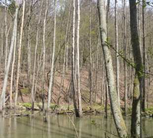 Wandereindrücke: von Handthal nach Ebrach