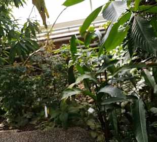 Botanischer Garten 