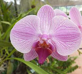 Botanischer Garten Kandy