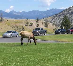 Wapiti bei Mammoth Hot Springs