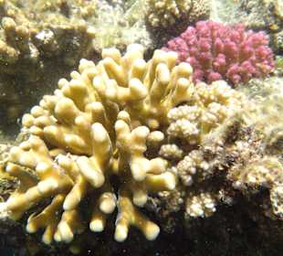 1 Euro Steg am anderen Ende des Strandes