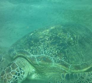Meeresschildkröte