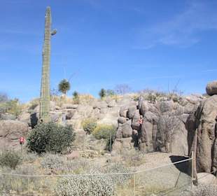 Arizona Sonora Desert Museum