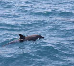 Delfinhaus  Ausflug mit Bob