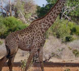 Eine Giraffe aus der Nähe