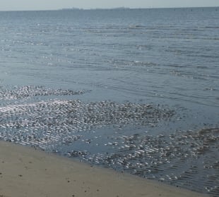 Beim Nordsee-Wattenmeer bei Cuxhaven