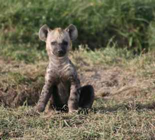 Hyäne