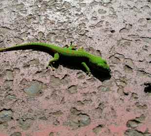 Casela Nature & Leisure Park 