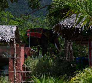 Ein tierischer Bewohner