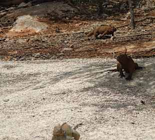 Leguane in der Parkanlage