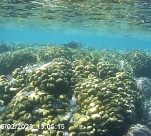 Schnorcheln Makadi Bay