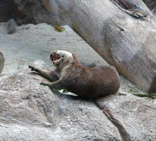 Otter