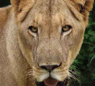 Löwin vom Spaziergang