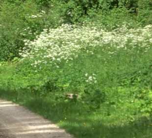 Phäno-Pfad Aichstetten