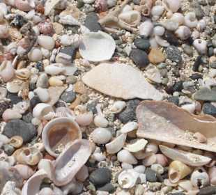 Strand mit Muscheln