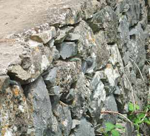 Endemische Madeira-Eidechsen