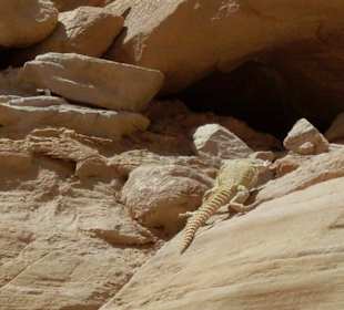Tiere im Canyon