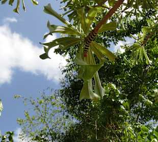 Große Raupen in der Gartenanlage