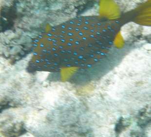 Kofferfisch beim Schnocheln