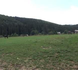 Haupt- und Landgestüt Marbach