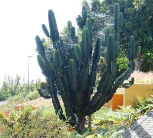 Jardim de São Martinho