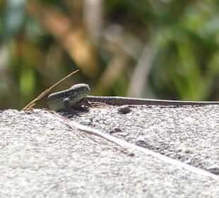 Am Strand von Sirmione