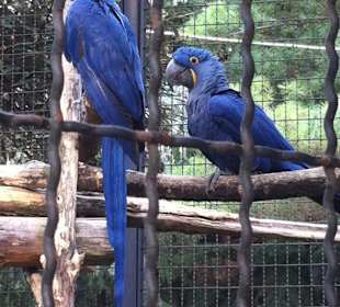 Coppia di pappagalli blu!