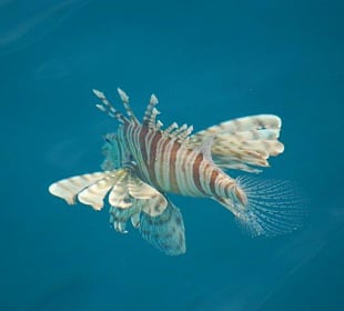 Der rote Feuerfisch am Strand