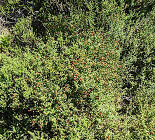 Aussichtspunkt Knysna