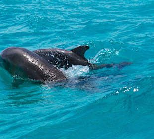 Delfine in Sian Ka'an