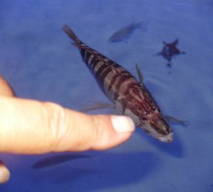 Röhren Aquarium Antalya 